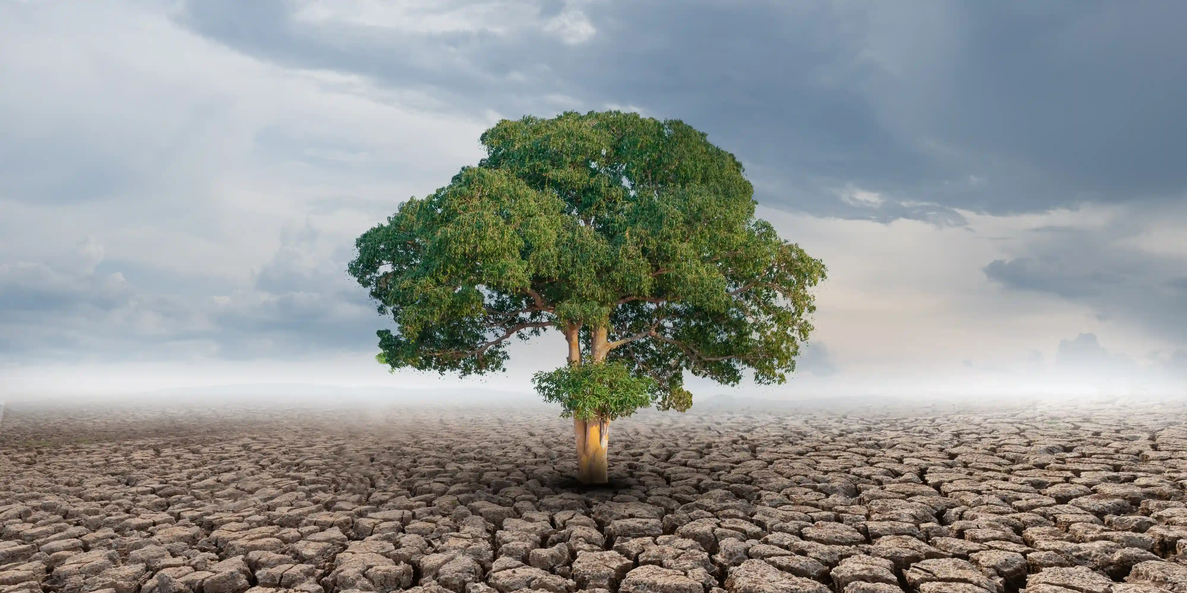 Wie können Menschen Resilienz aufbauen – Welche Rolle spielt psychologische Beratung dabei
